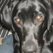 Labrador retriever Indy