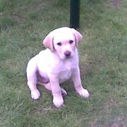 Labrador retriever Toffee