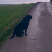 Labrador retriever Rocco R.I.P