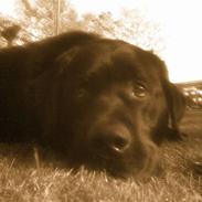 Labrador retriever Rocco R.I.P