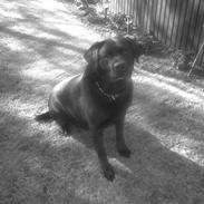 Labrador retriever Rocco R.I.P