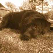 Labrador retriever Rocco R.I.P