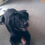 Labrador retriever Rocco R.I.P