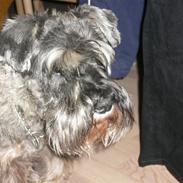 Dvaergschnauzer Phoebe