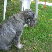 Dvaergschnauzer Phoebe