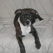 Amerikansk staffordshire terrier Sif Von Kleist