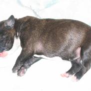 Amerikansk staffordshire terrier Sif Von Kleist