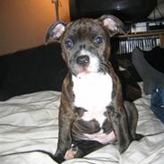 Amerikansk staffordshire terrier Sif Von Kleist