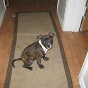 Amerikansk staffordshire terrier Sif Von Kleist