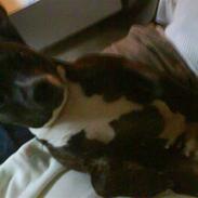 Amerikansk staffordshire terrier Sif Von Kleist