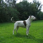 Amerikansk bulldog Fie