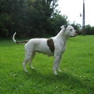 Amerikansk bulldog Fie