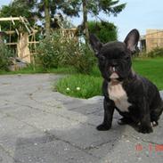 Fransk bulldog Boss