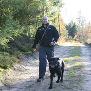 Cane corso  Diablo