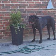 Cane corso  Diablo