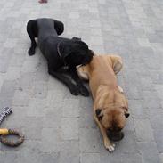 Cane corso  Diablo