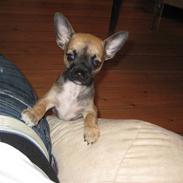 Chihuahua Romeo