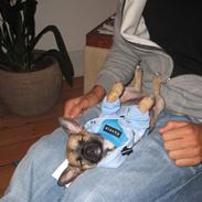 Chihuahua Romeo