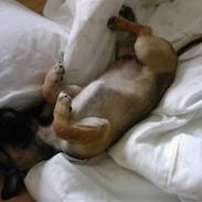 Chihuahua Romeo
