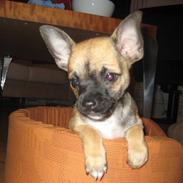 Chihuahua Romeo