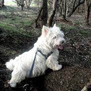 West highland white terrier Waps + r.i.p +