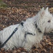 West highland white terrier Waps + r.i.p +