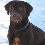 Labrador retriever *Formel 1* Sally (sørøver sally)