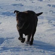 Labrador retriever *Formel 1* Sally (sørøver sally)