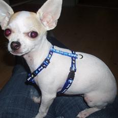 Chihuahua Tigo
