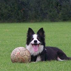 Border collie Cleo RIP lille tøs