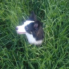 Border collie Cleo RIP lille tøs