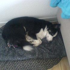 Border collie Cleo RIP lille tøs