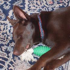 Australsk kelpie Pyrus (russe) Russie ;0)