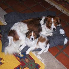 Kooikerhondje Xana 