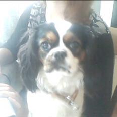 Cavalier king charles spaniel lady<33