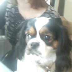 Cavalier king charles spaniel lady<33
