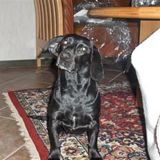 Blanding af racer Molly RIP