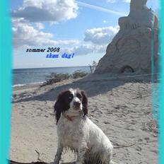 Engelsk springer spaniel Alice in wonderland
