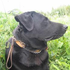 Labrador retriever Fido (formel 1)