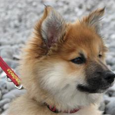 Islandsk fårehund sæla