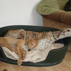 Galgo español Valera