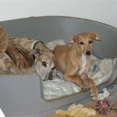 Galgo español Valera