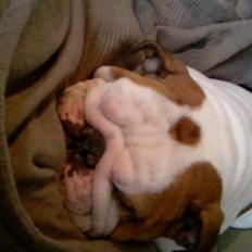 Engelsk bulldog Mathilde 