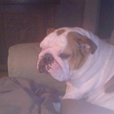 Engelsk bulldog Mathilde 