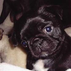 Mops Arthur