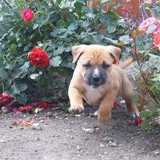 Blanding af racer Diva R.I.P Baby-D