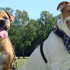 Blanding af racer Diva R.I.P Baby-D