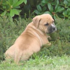 Blanding af racer Diva R.I.P Baby-D