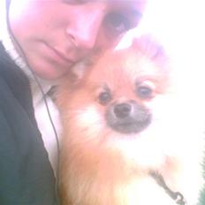 Pomeranian Cobillias Chico