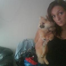 Pomeranian Cobillias Chico